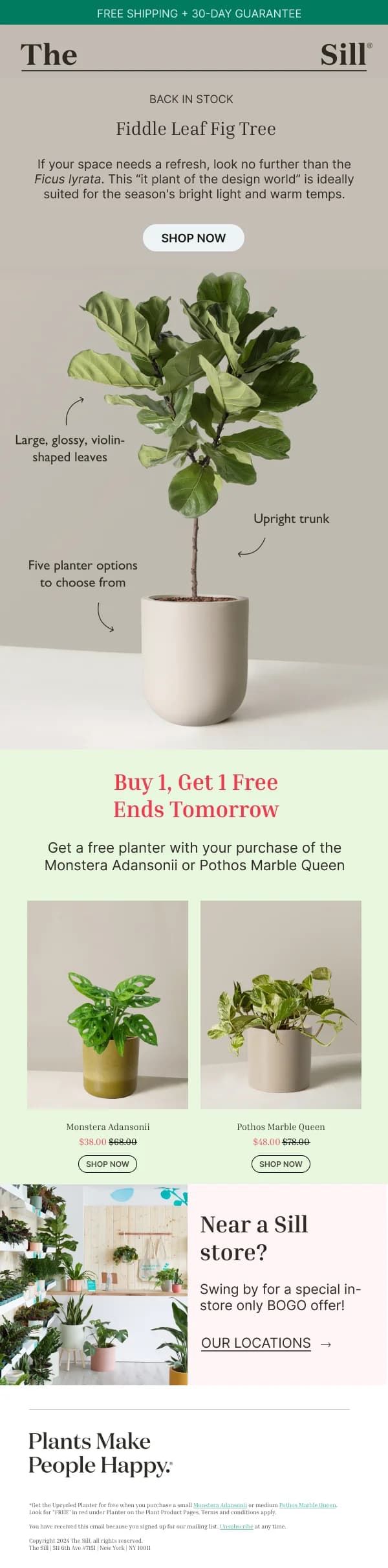 The Sill Fiddle Leaf Fig Tree Offer — Discounts & Coupons email design preview